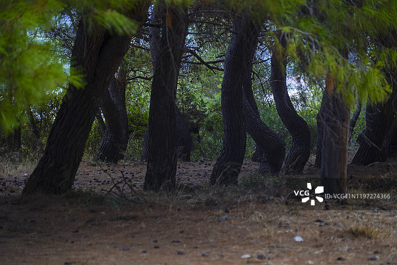 希腊凯法利尼亚岛的森林图片素材