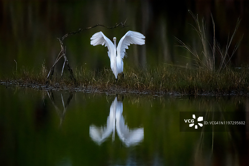 在那不勒斯佛罗里达州一万群岛国家野生动物保护区反射起飞的大白鹭图片素材