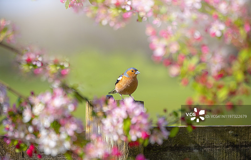苍头燕雀栖息在海棠树枝上图片素材