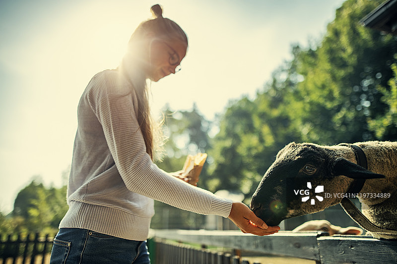 少女喂羊图片素材
