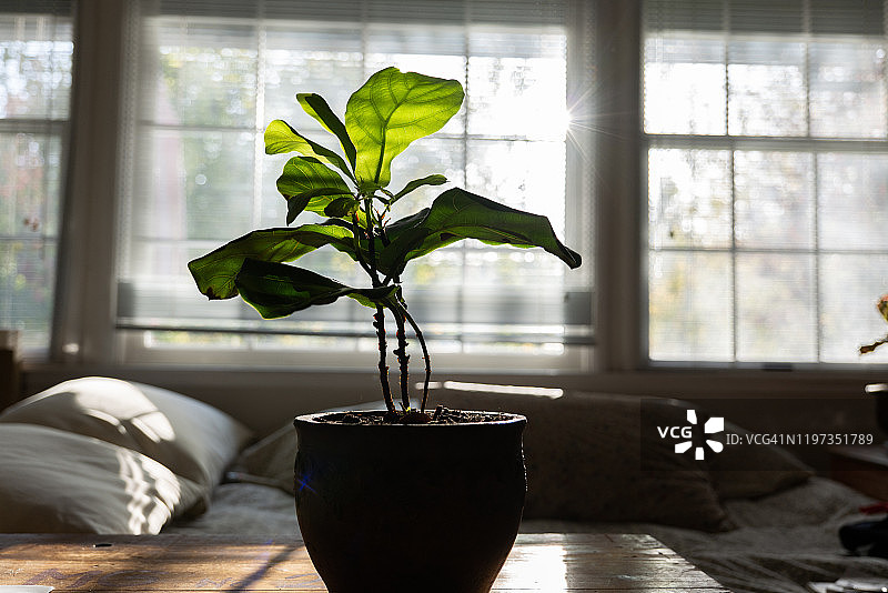 窗前木桌上的盆栽琴叶榕图片素材