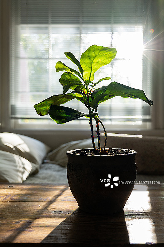 室内木桌上的无花果盆栽图片素材