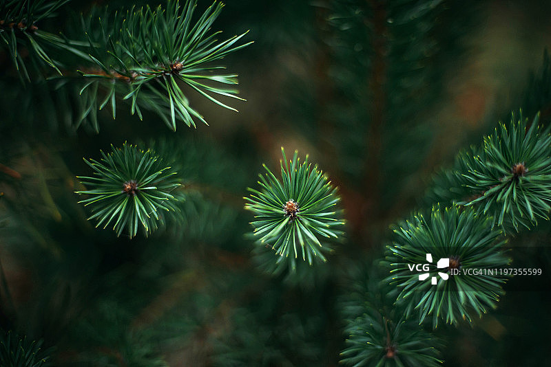 森林中的松树特写图片素材