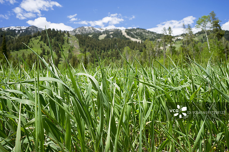 蚂蚁视角下的绿色草地，杰克逊霍尔山度假村图片素材