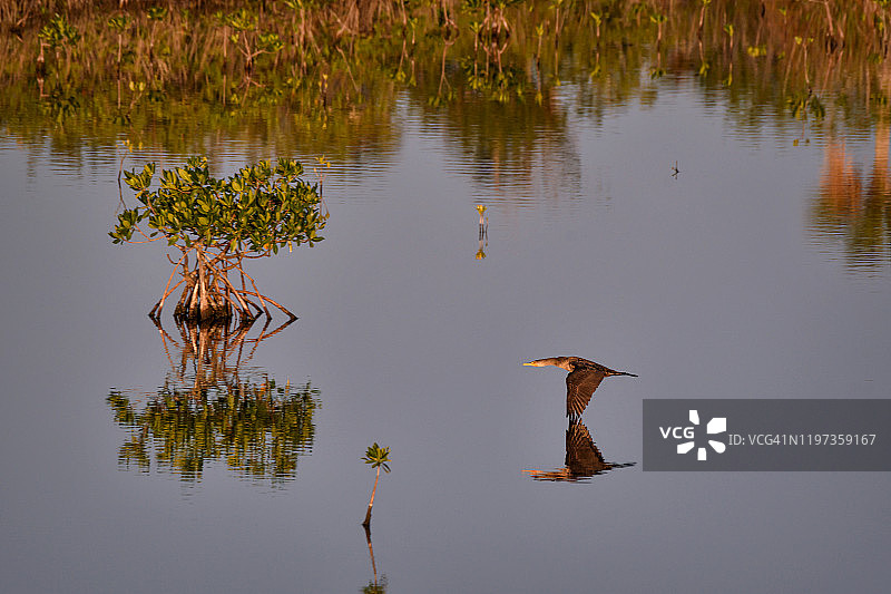 日出沼泽上空飞翔的孤独鸬鹚与倒影图片素材