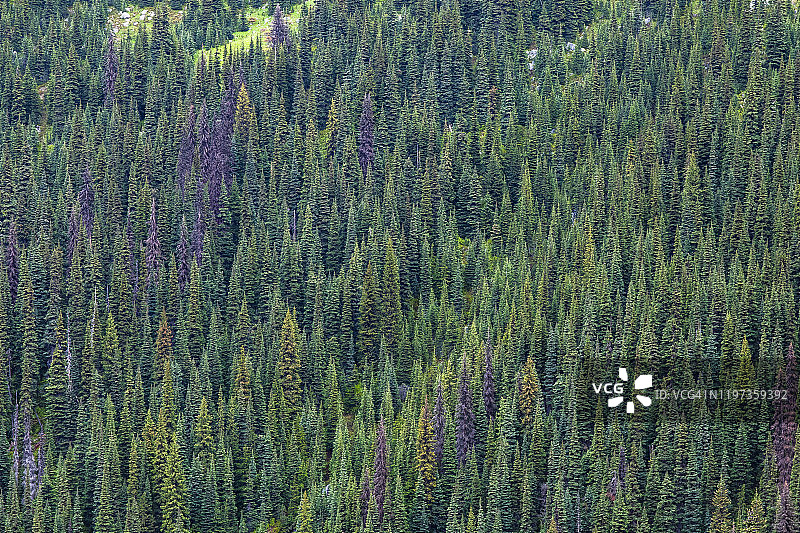 不列颠哥伦比亚省彭伯顿海岸山脉，雨季山坡上的针叶树林图片素材