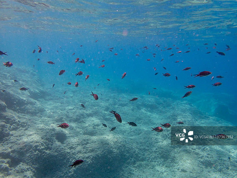 水下景观：大量的雀鲷图片素材