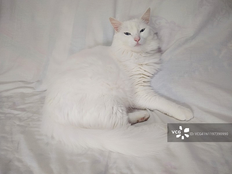 白色猫咪躺在床上图片素材