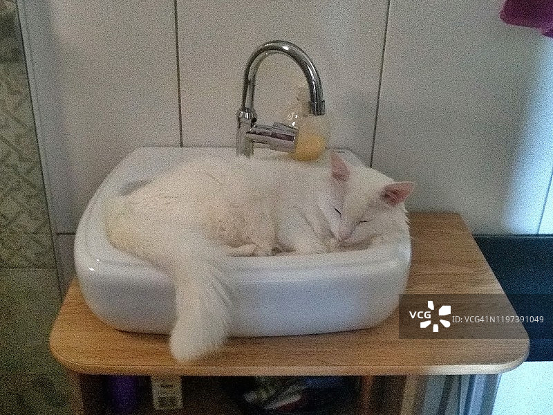 白色猫咪躺在床上图片素材