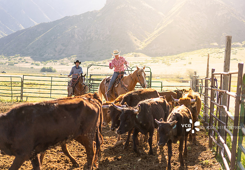 犹他州套牛打烙印场景 - 美国图片素材