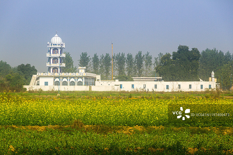 谒师所和芥菜田图片素材