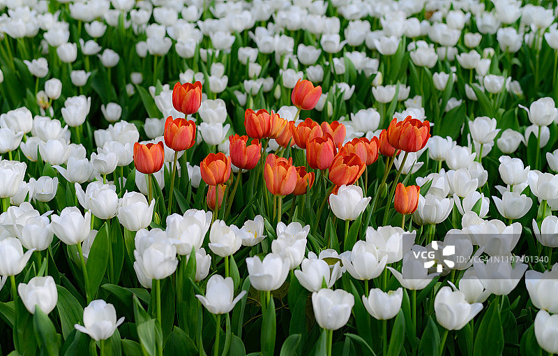 冬季白色郁金香花园中的红色郁金香图片素材