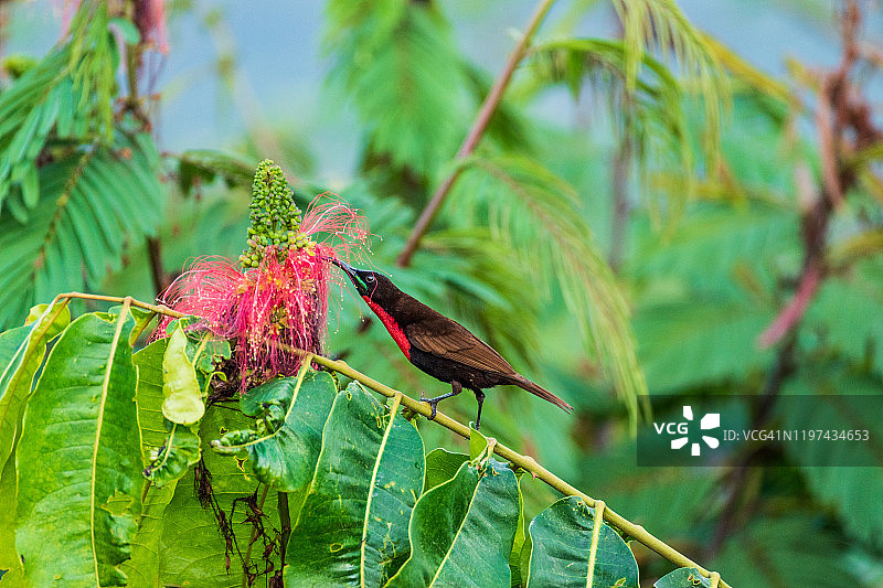 绯胸太阳鸟图片素材