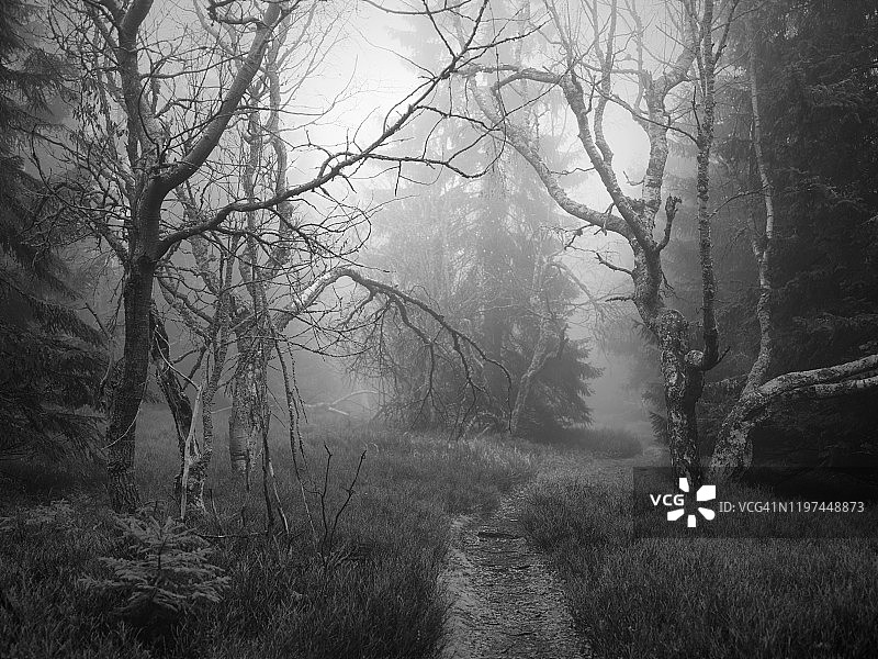 幽深迷雾森林小路，黑白图像图片素材