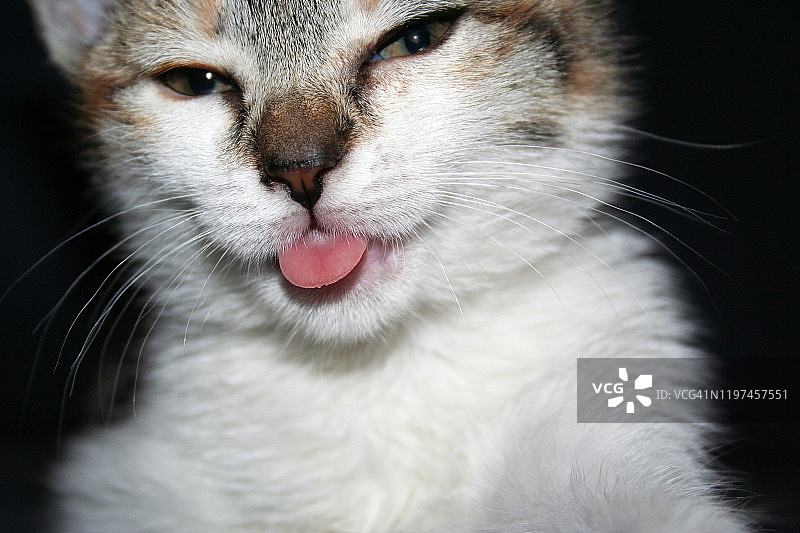 小猫伸出舌头图片素材