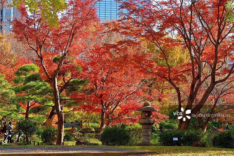 东京日比谷公园的秋叶色彩图片素材