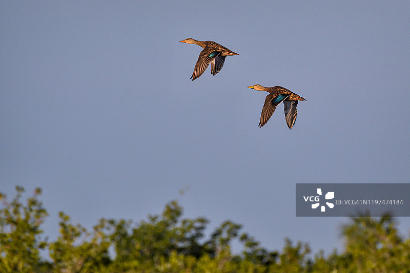 蓝翅鸭情侣日出沼泽上空飞行图片素材