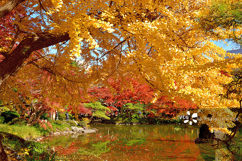 东京日比谷公园的秋叶色彩图片素材