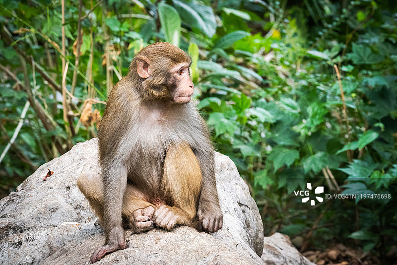 猕猴特写肖像图片素材