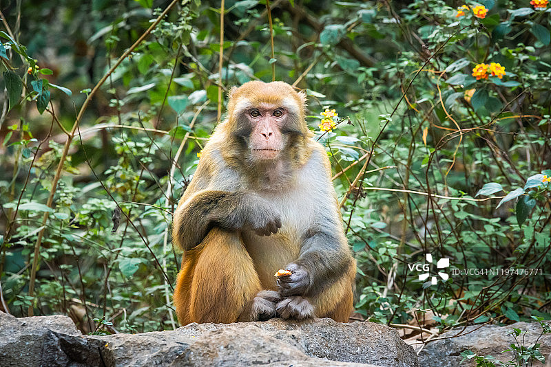 坐在岩石上的猕猴图片素材