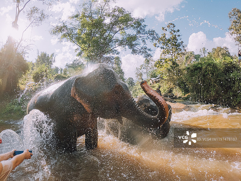 在泥里洗澡的大象 - 清迈地区图片素材