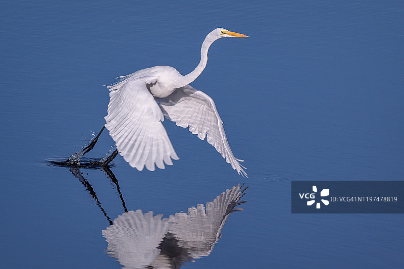 在那不勒斯佛罗里达州一万群岛国家野生动物保护区反射起飞的大白鹭图片素材