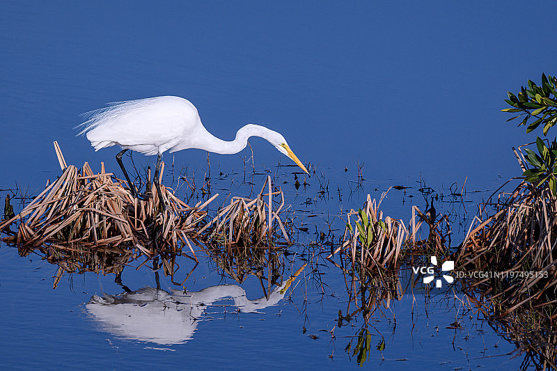 那不勒斯，一万群岛国家野生动物保护区，正在捕鱼且带有倒影的大白鹭图片素材