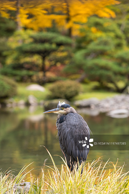 栖息在湖边的苍鹭特写镜头图片素材