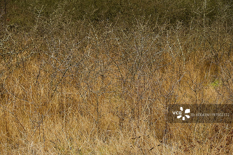 冬季茂密的灌木丛和干草图片素材