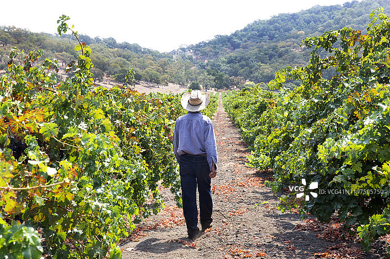 农民穿过葡萄园图片素材