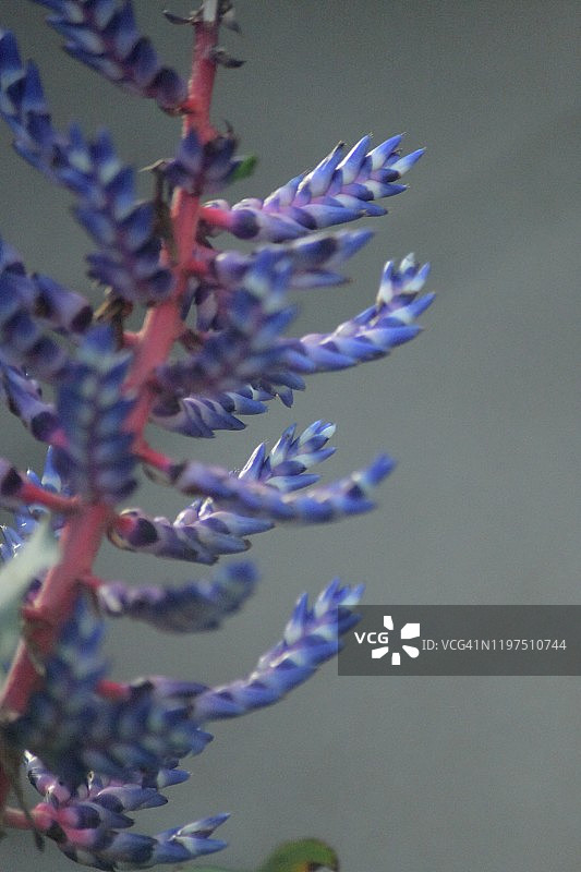 英国植物：树叶和花朵图片素材