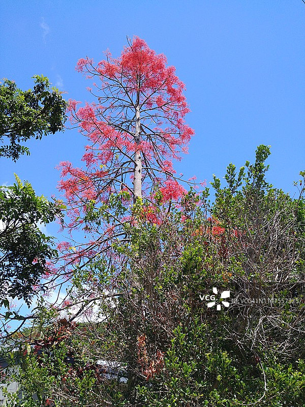 火焰树图片素材