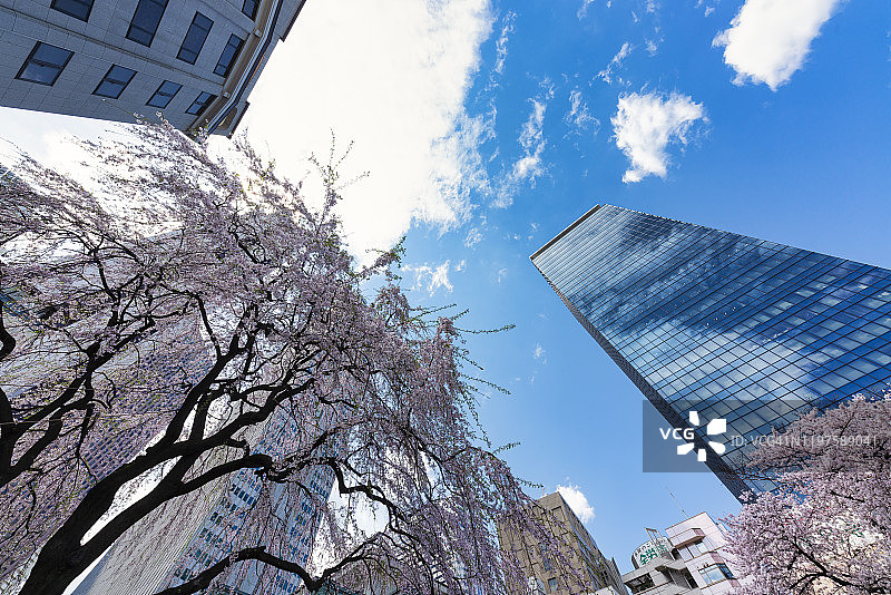 仰望樱花与摩天大楼图片素材