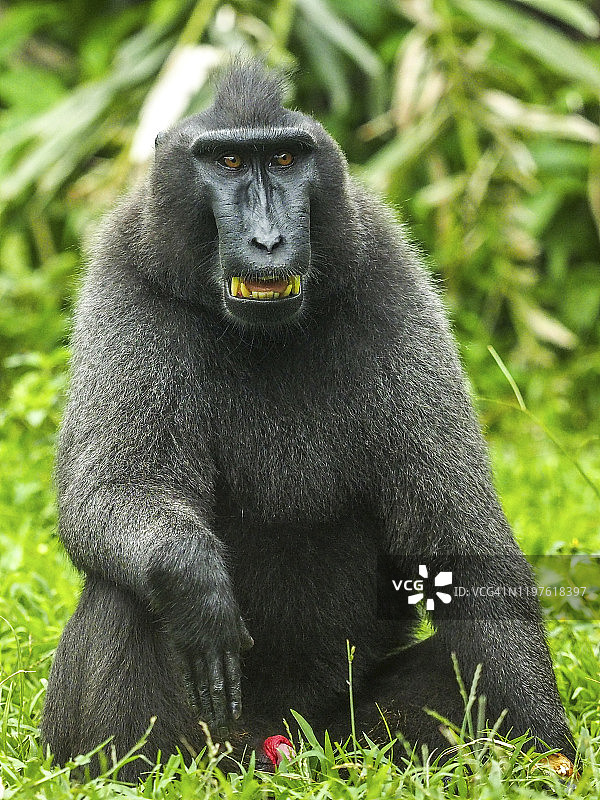 坐在地上并呈现任何表情的雅基或西里伯斯凤头猕猴的画像图片素材