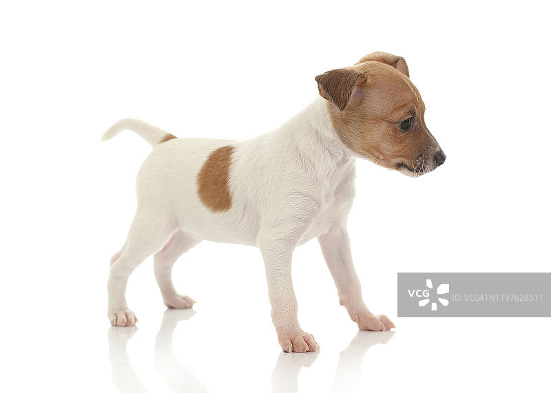 白色背景上的梗犬幼犬图片素材