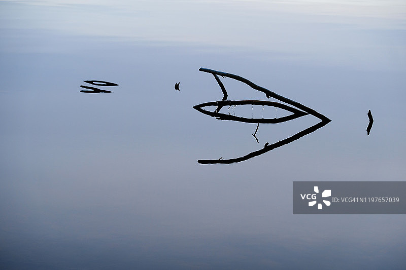 湖面上的树枝图片素材