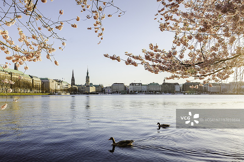 德国汉堡宾南阿尔斯特湖的樱花图片素材