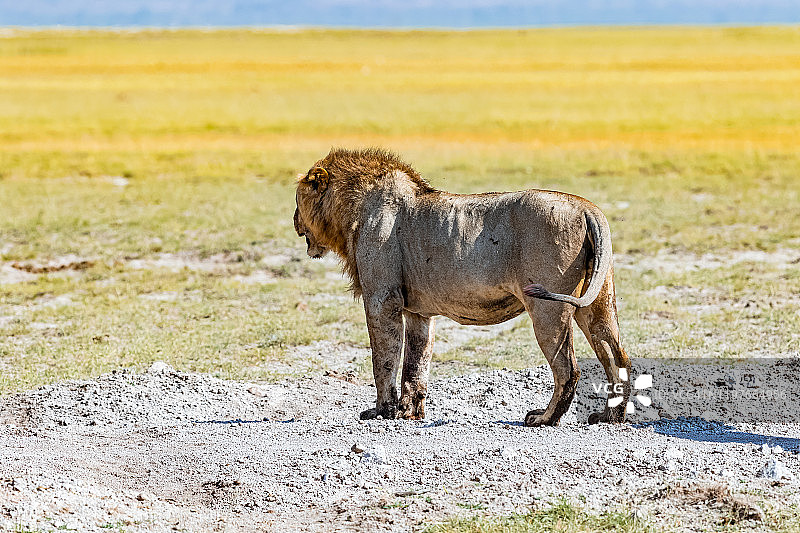 狮子在野外狩猎图片素材
