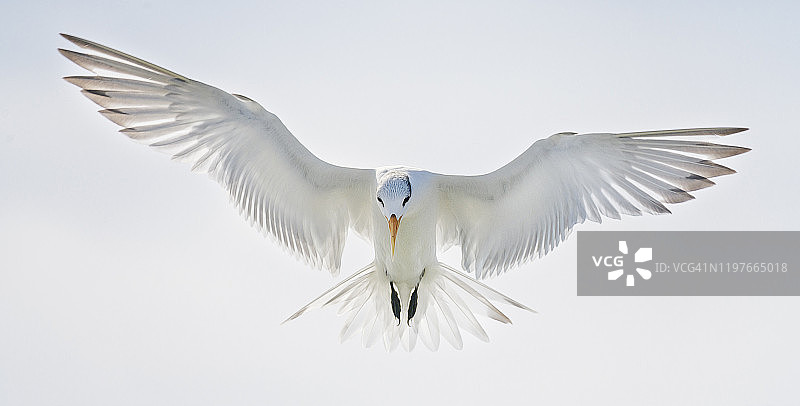 佛罗里达州迈尔斯堡海滩飞行的优雅海鸥图片素材