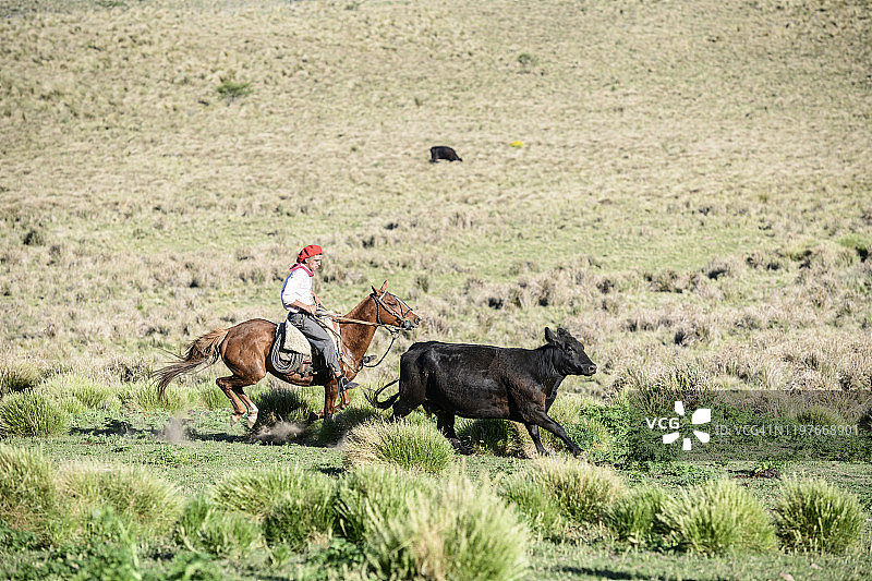年轻高乔人在潘帕斯草原上与牛群一同奔驰图片素材