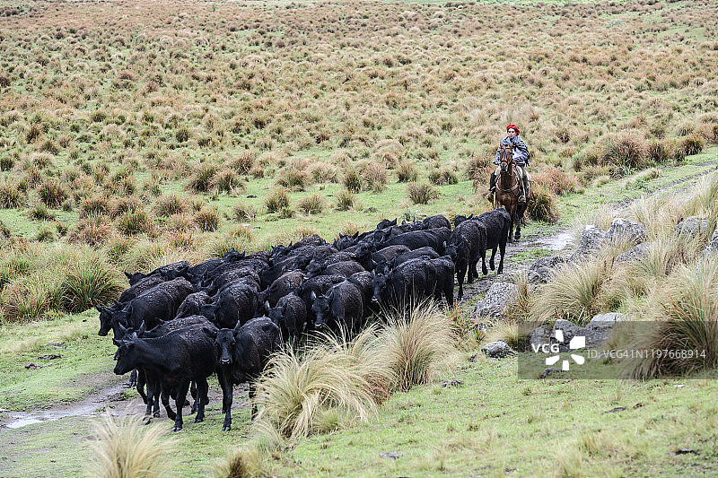 阿根廷潘帕斯草原上追逐牛群的少年高乔人图片素材