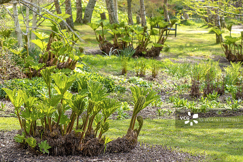 春天花园中巴西大黄的绿叶图片素材
