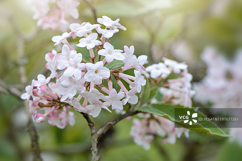 香花荚蒾白色花朵特写图片素材