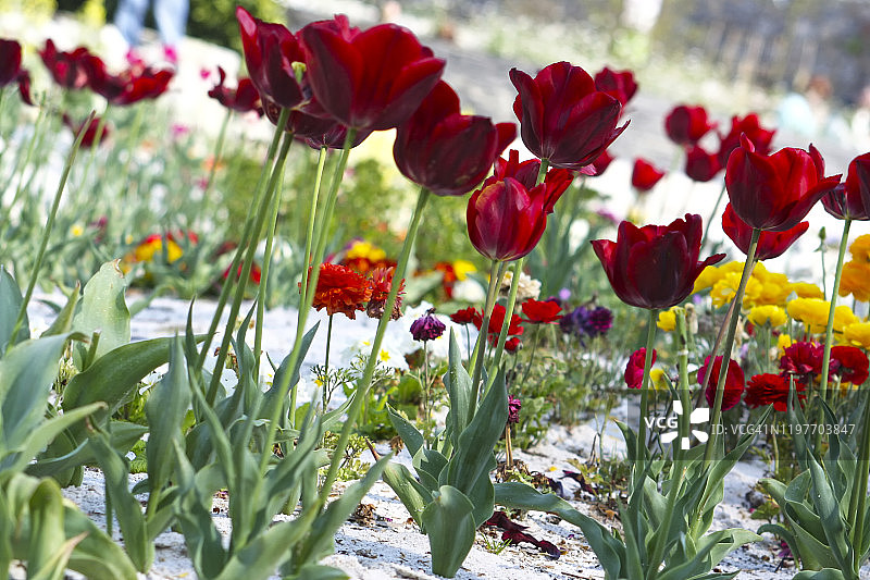 郁金香花园图片素材