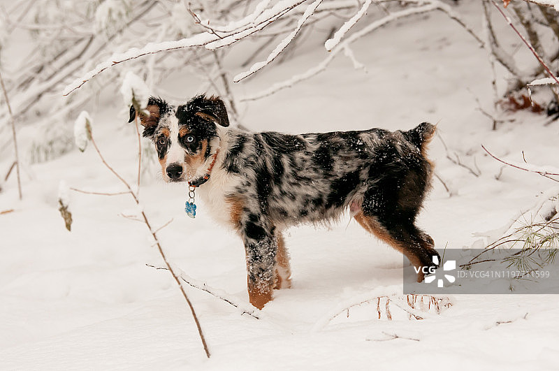 澳大利亚牧羊犬幼犬图片素材