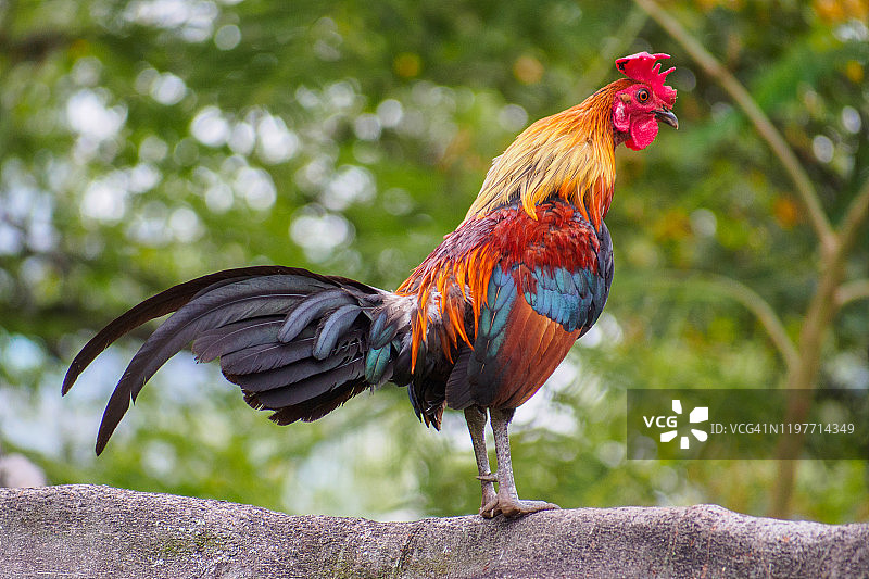 红原鸡（新加坡）图片素材