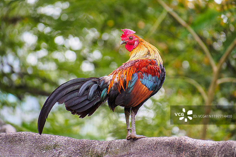 红原鸡（新加坡）图片素材