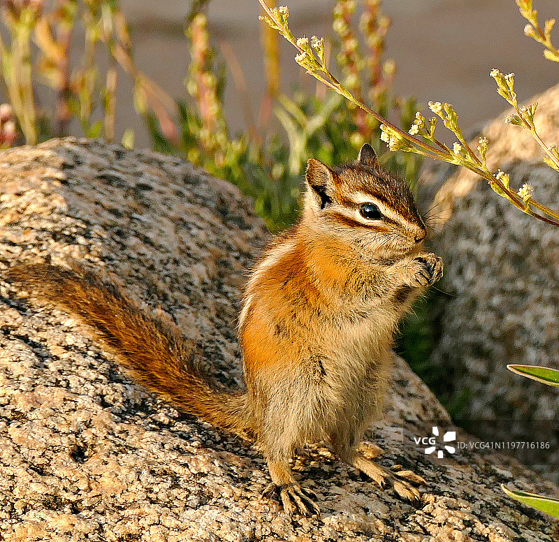 科罗拉多州的花栗鼠图片素材