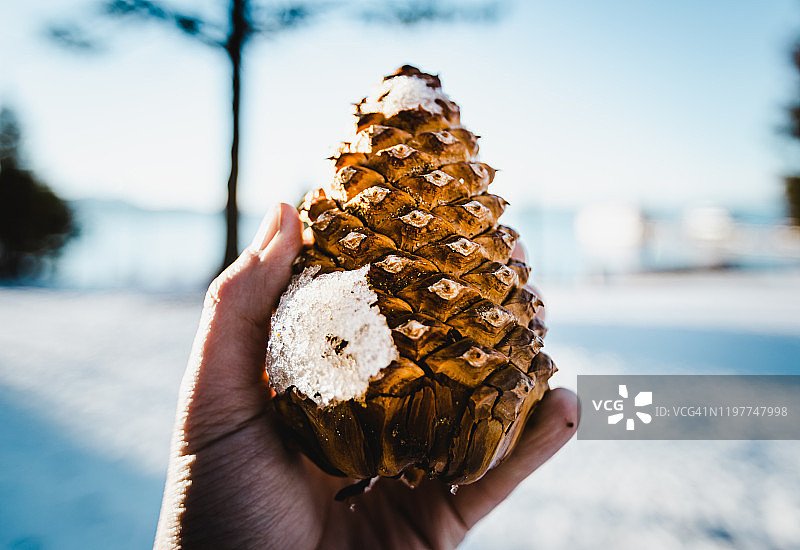 雪锥松果图片素材