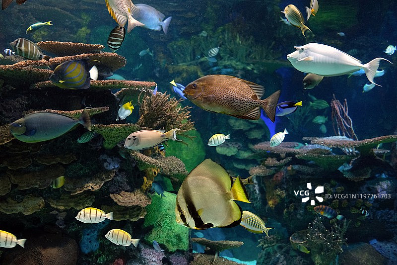 多伦多里普利水族馆中的鱼图片素材